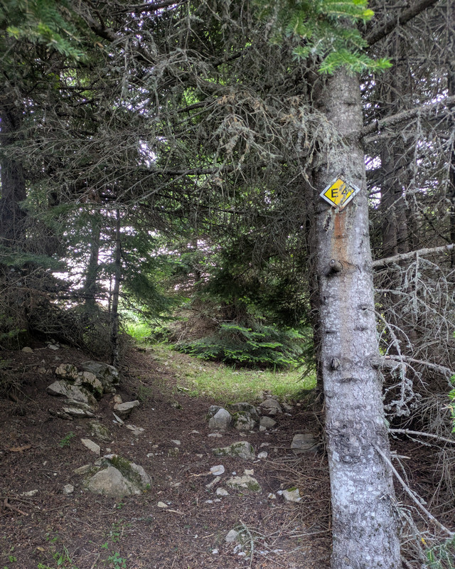 An E4 path label on a tree