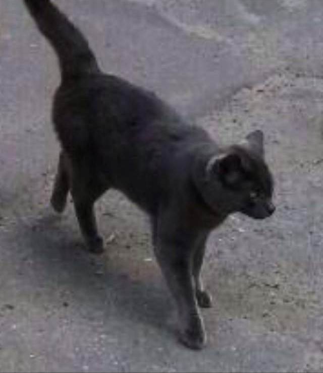 КотСерыйЛена (3)