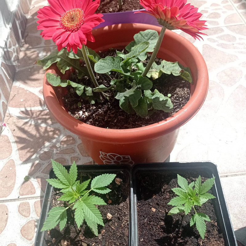 320928821_711833603618304_4586349798496643739_n