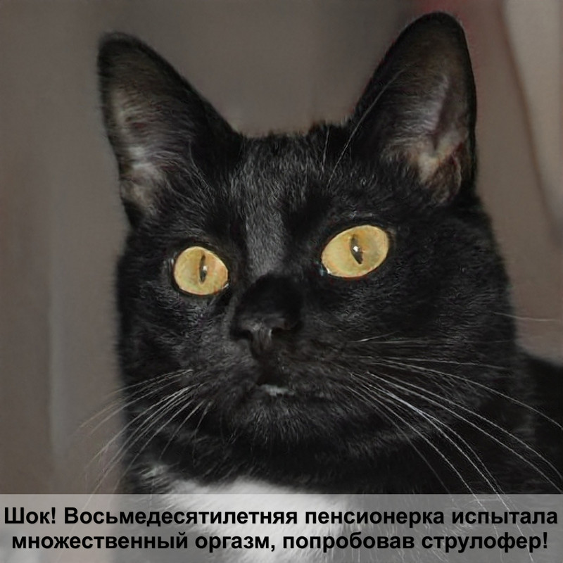 кошка лысеет клочьями