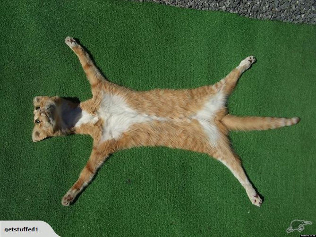 o-CAT-SKIN-RUG-facebook