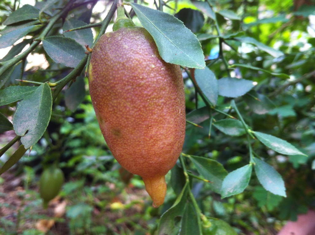 Finger:Key Lime