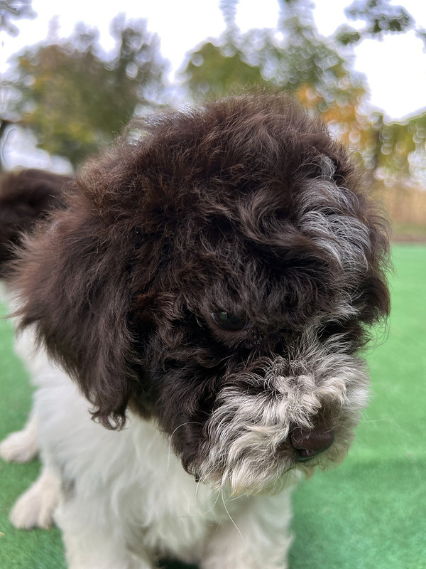Lagotto Romagnolo female puppy for sale – Ideal Dale Etna – 48 days old – photo 9
