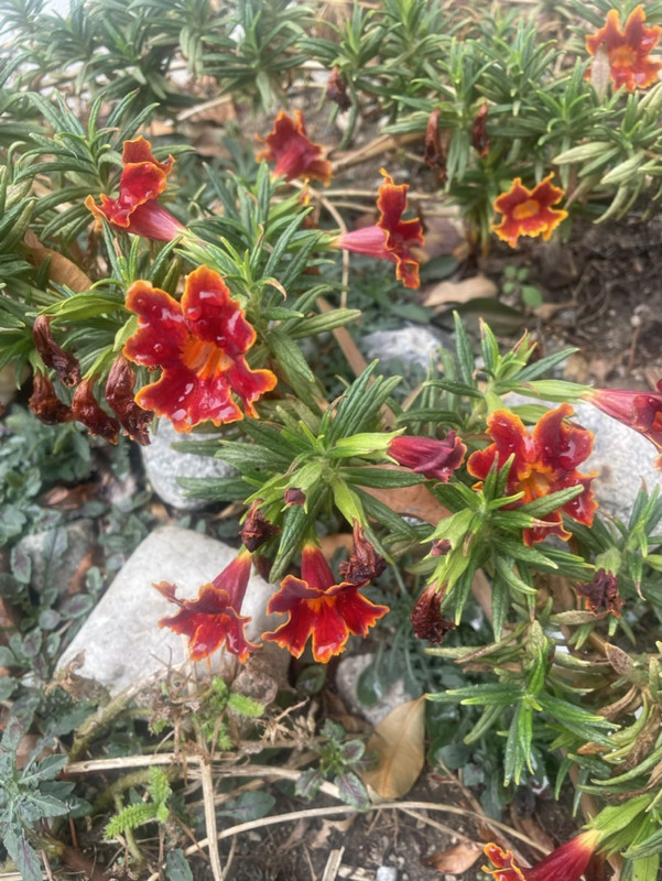 48FB6683-D269-49F1-8703-1CFE2942C16B_1_105_c