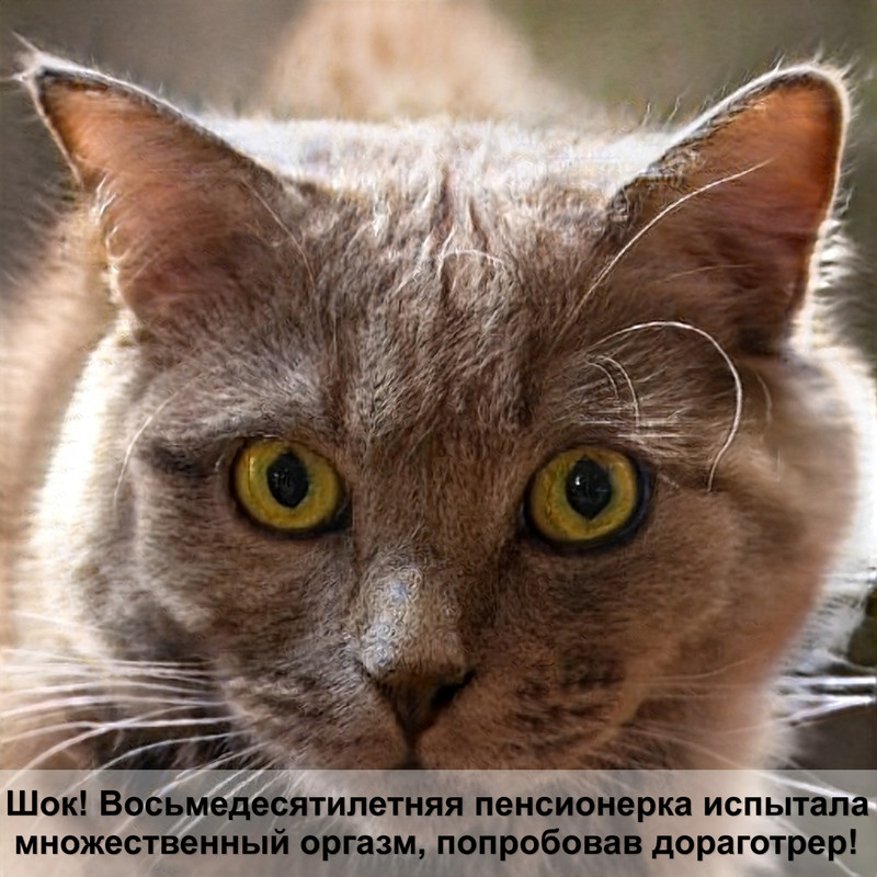 сиамская кошка шоколадного окраса