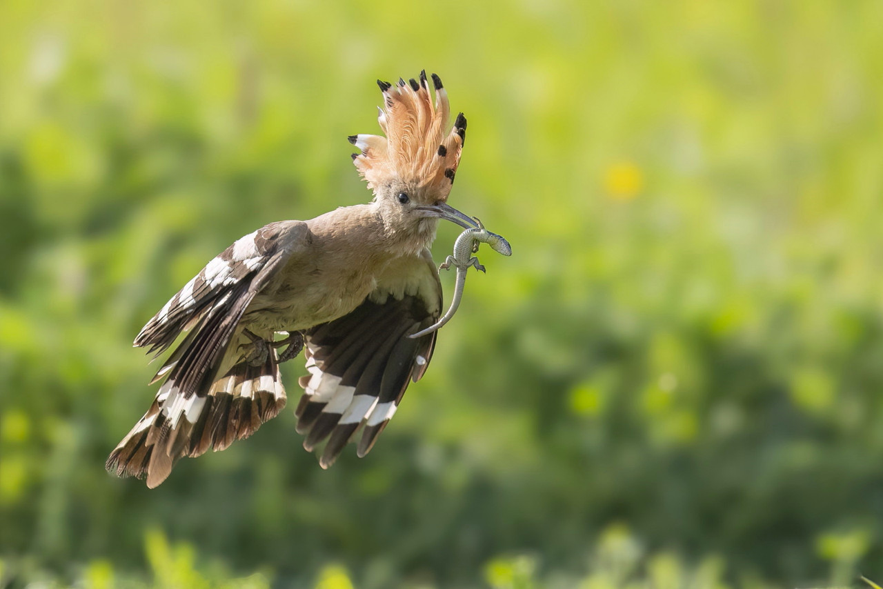 Hop met hagedis, vanuit dezelfde boshut