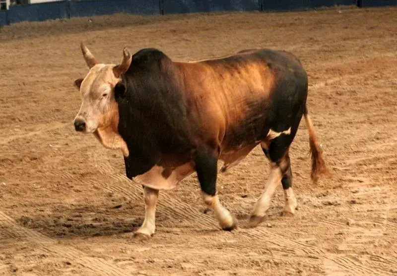 Touro Bandido Touro Bandido