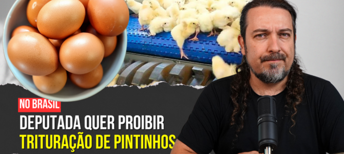 Trituração de pintinhos vivos no Brasil pode ficar no passado se proposta de deputada virar lei