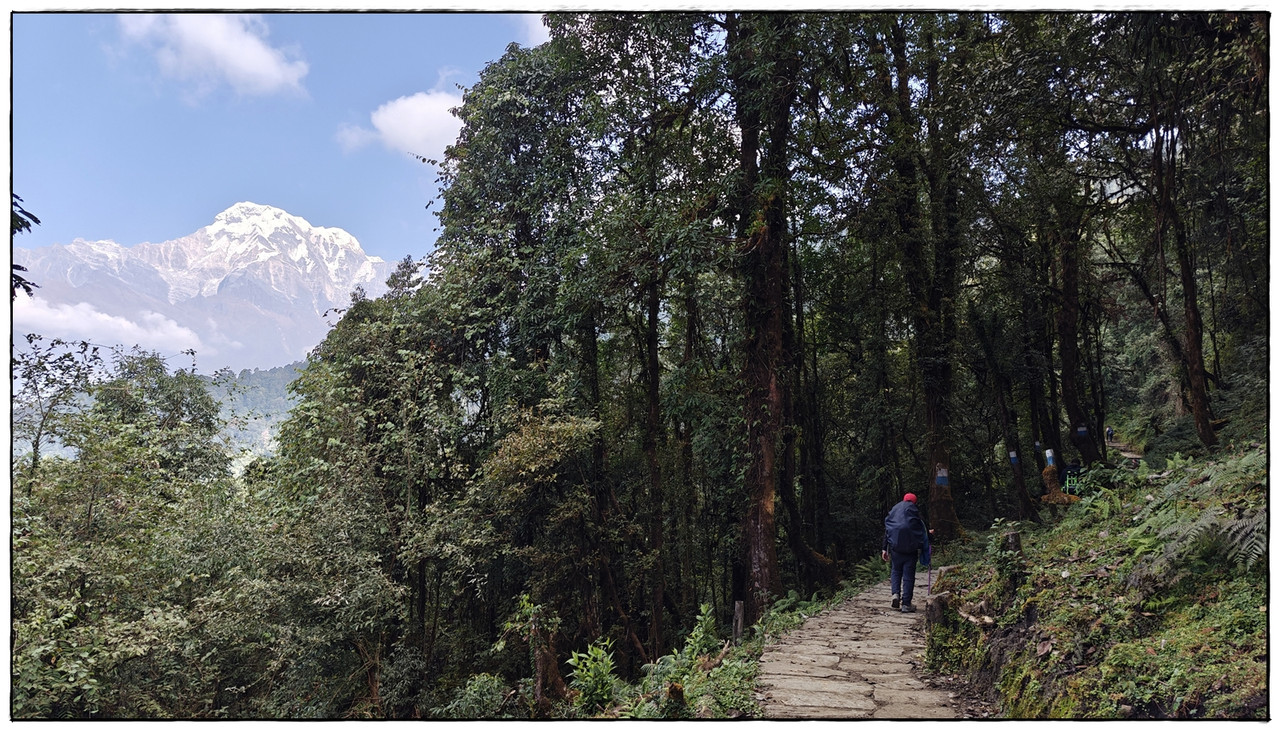 MH día 2: Pothana (2000 m) a Forest Camp (2448 m) - Trekking en Nepal: Annapurna Circuit y Mardi Himal (5)