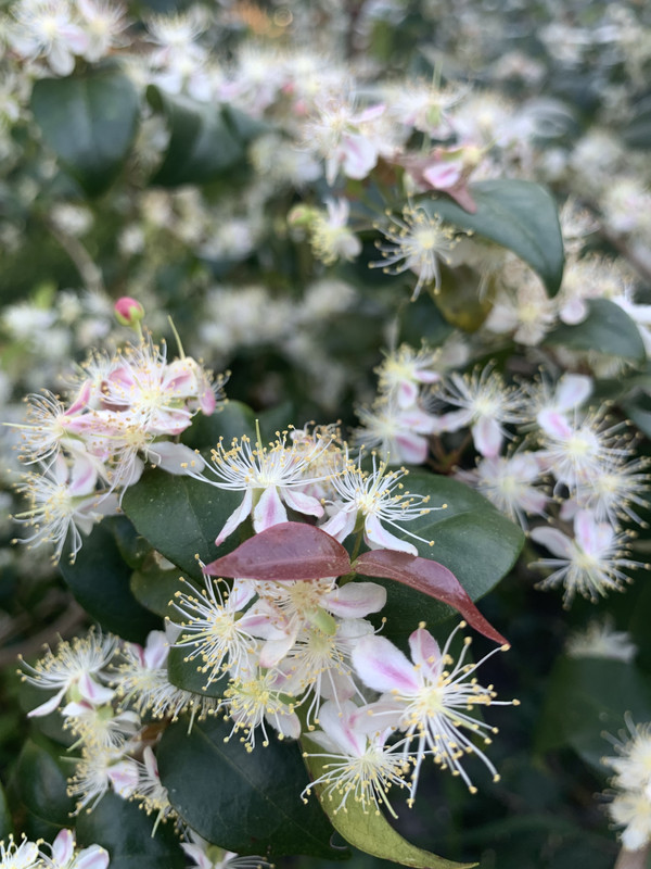 110D0DF9-E78D-41C3-93AF-A3E15414D46E