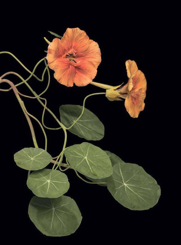 Plantus botanicus 4