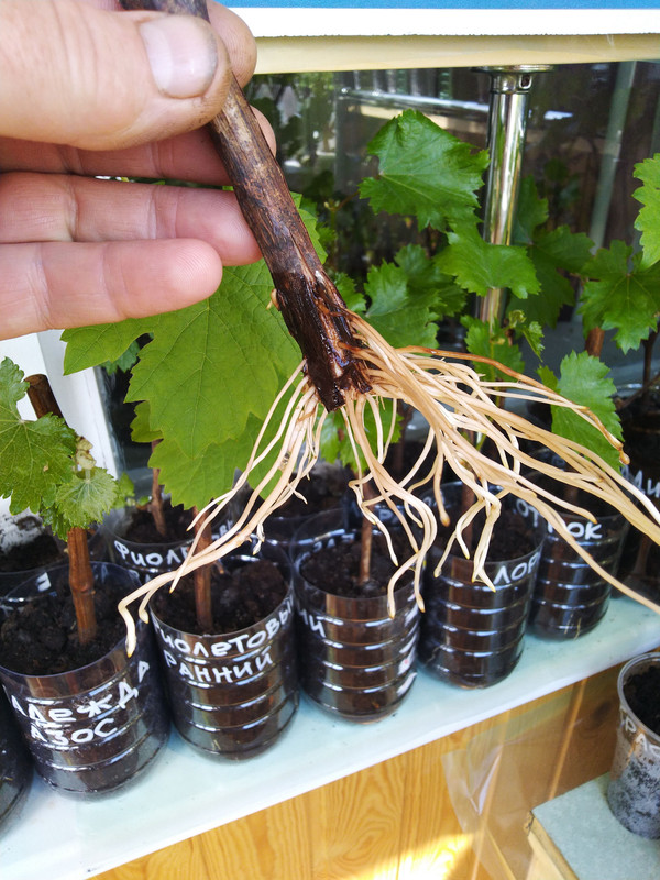 IMG_20240330_123701 (1)