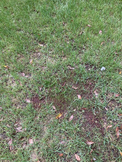 TTTF Reno 8 weeks post germination - Help wanted | Lawn Care Forum