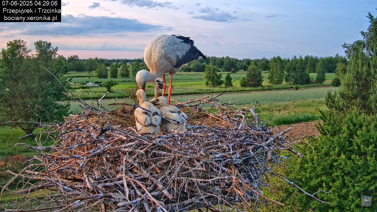 07062025bociany3