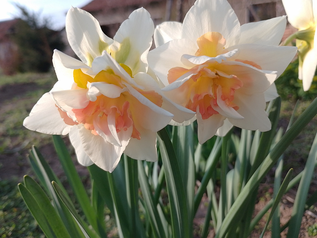 IMG_20240318_173204_HDR