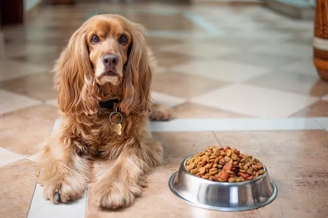 Signs Your Puppy Might Not Be Getting the Right Nutrition