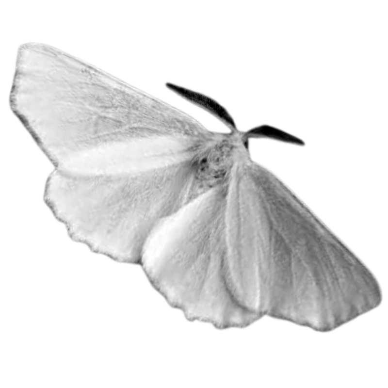moth | fall webworm