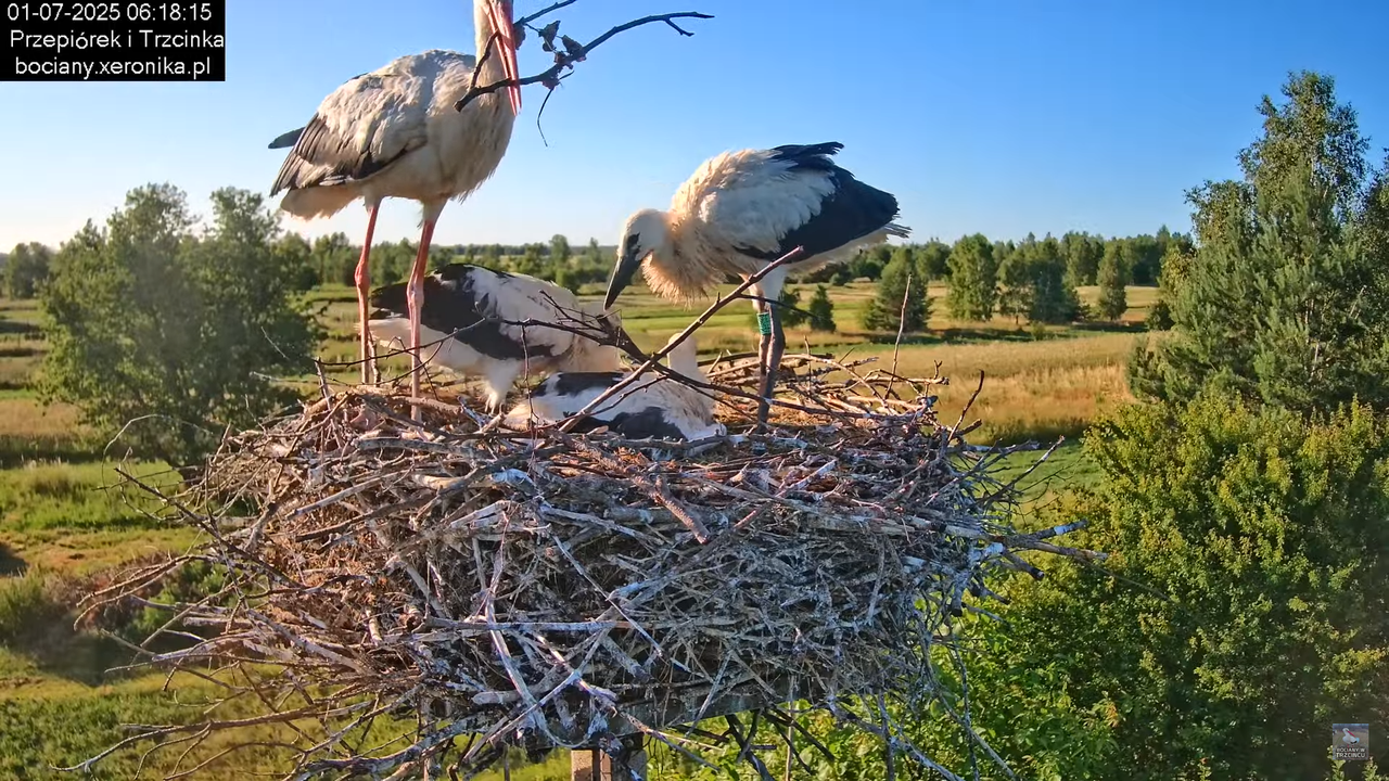 01072025bociany12