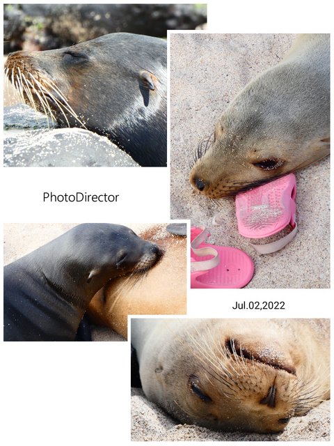 Día 15 (2 de julio): Playa Man, Punta Carola y Cerro Tijeretas - Galápagos 2022 (1)
