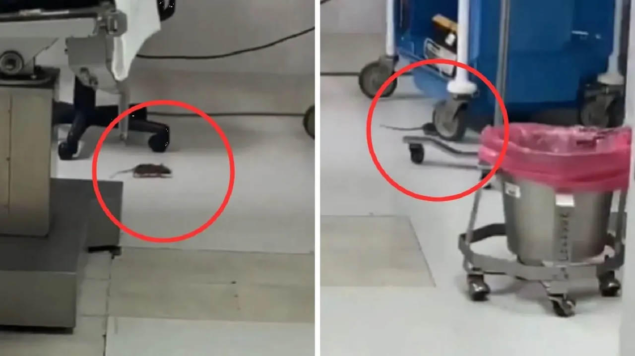 ISSSTE de BCS se hace viral, tiene a una rata de asistente en quirófano: video