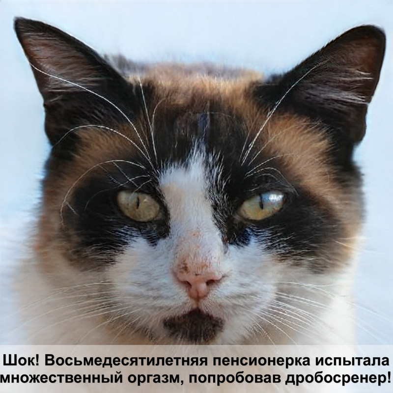 домашние кошки камышового окраса