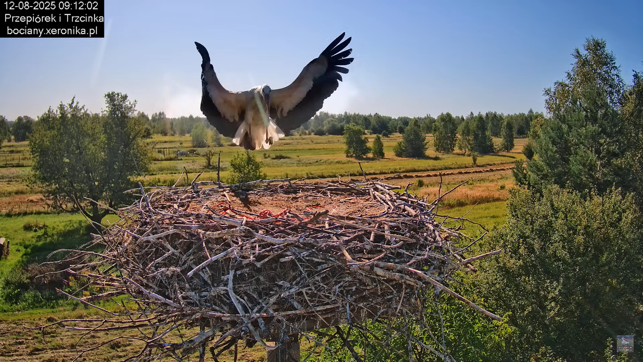 12082025bociany7