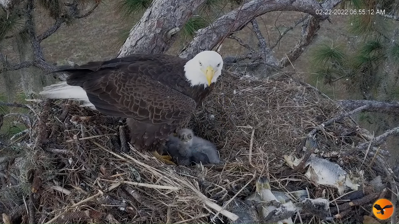 EC 4K Overhead Cam 13-8-58 screenshot