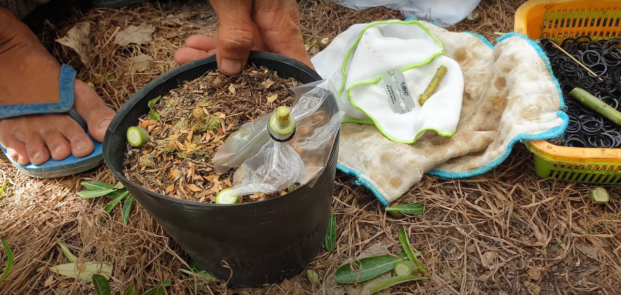 wrap-plastic-on-adenium-graft.jpg