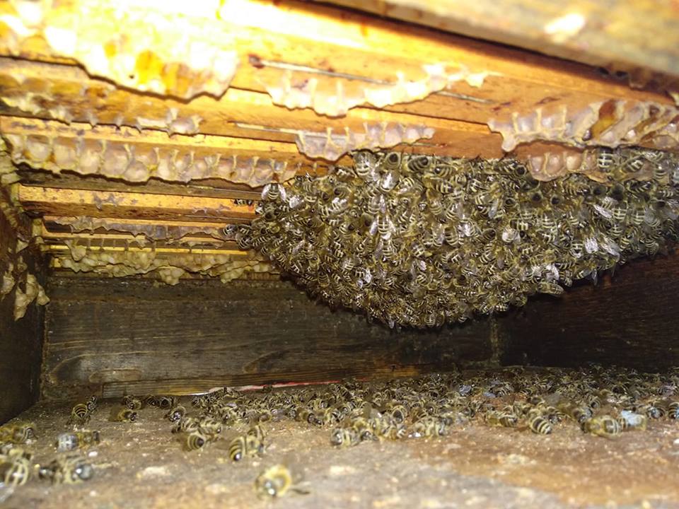 podvesené včely (2)