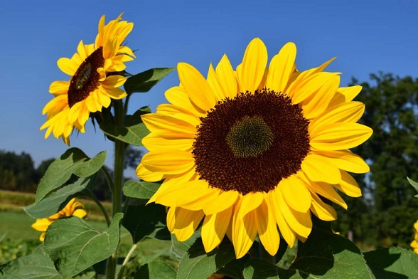 Zonnebloem