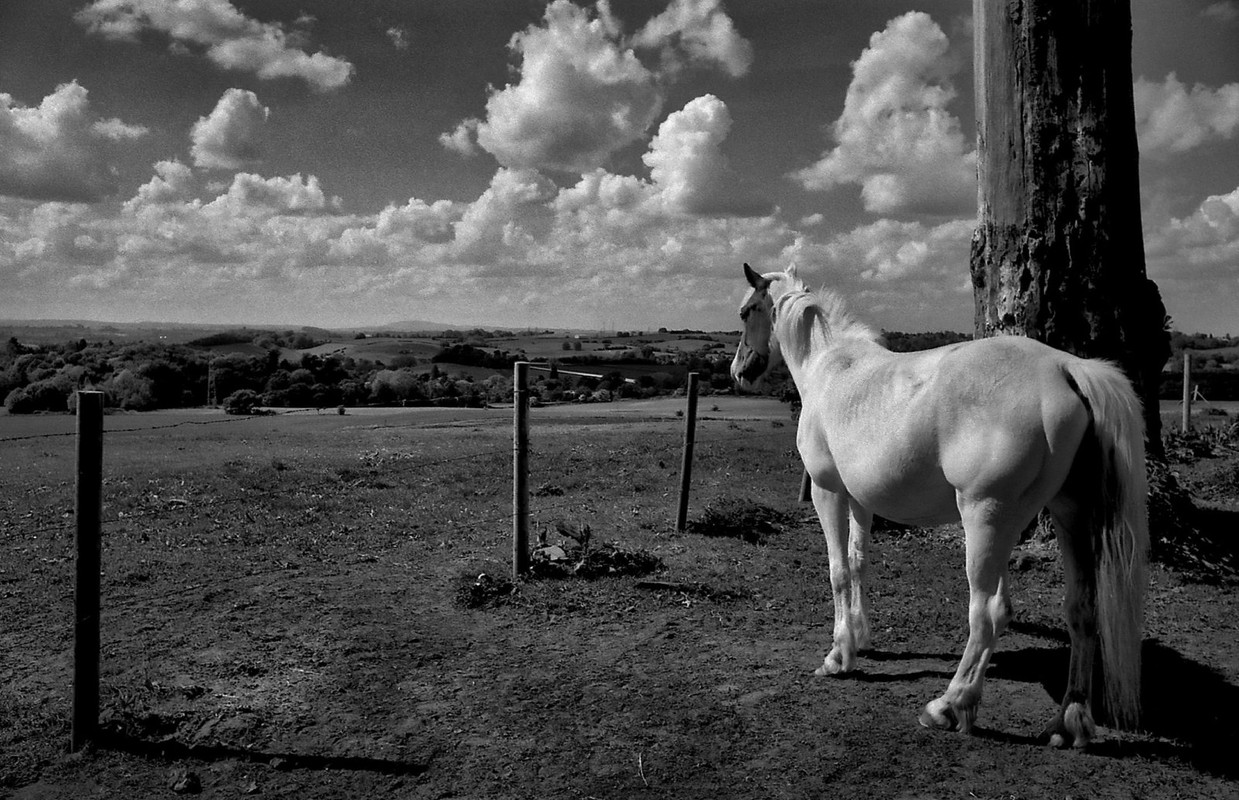 blacknwhite-solitary-horse.jpg