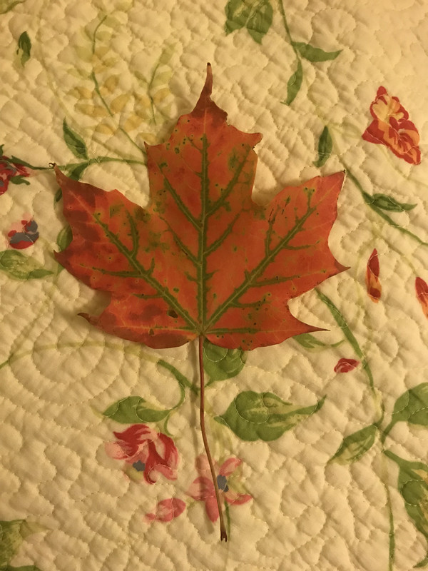 5A3CD9CC-11FD-4575-B5BE-941782FF96AD