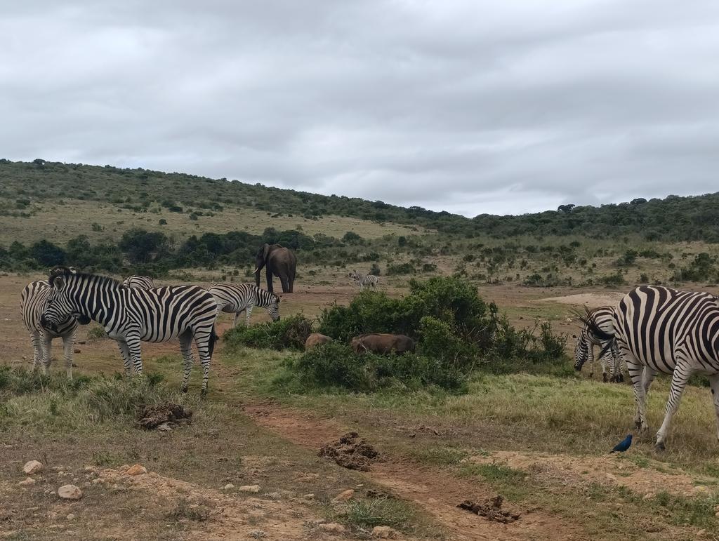 Такая близкая Африка. (ЮАР. 22 дня и 4200 км. Ноябрь-Декабрь)