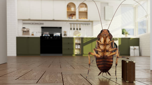 Ant