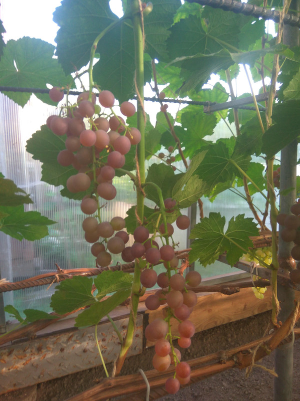 ?ПС фото от 22.08.2018