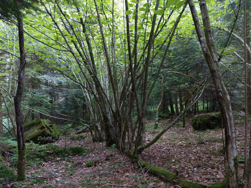 3356DD0C-9ECE-4CA6-B8AE-F3045A3D8946