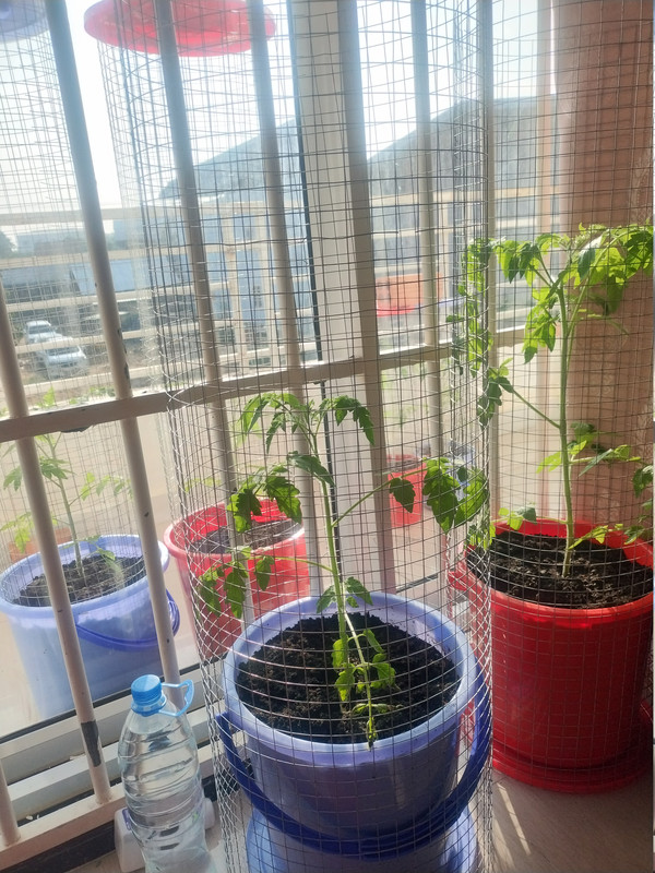 Tomatoes 260928