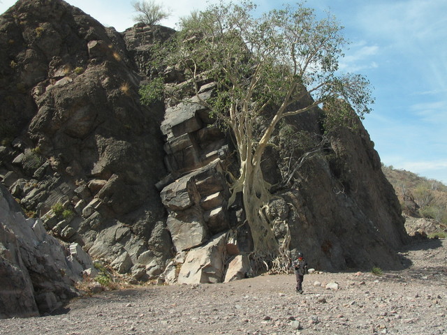 Desert Fig Tree