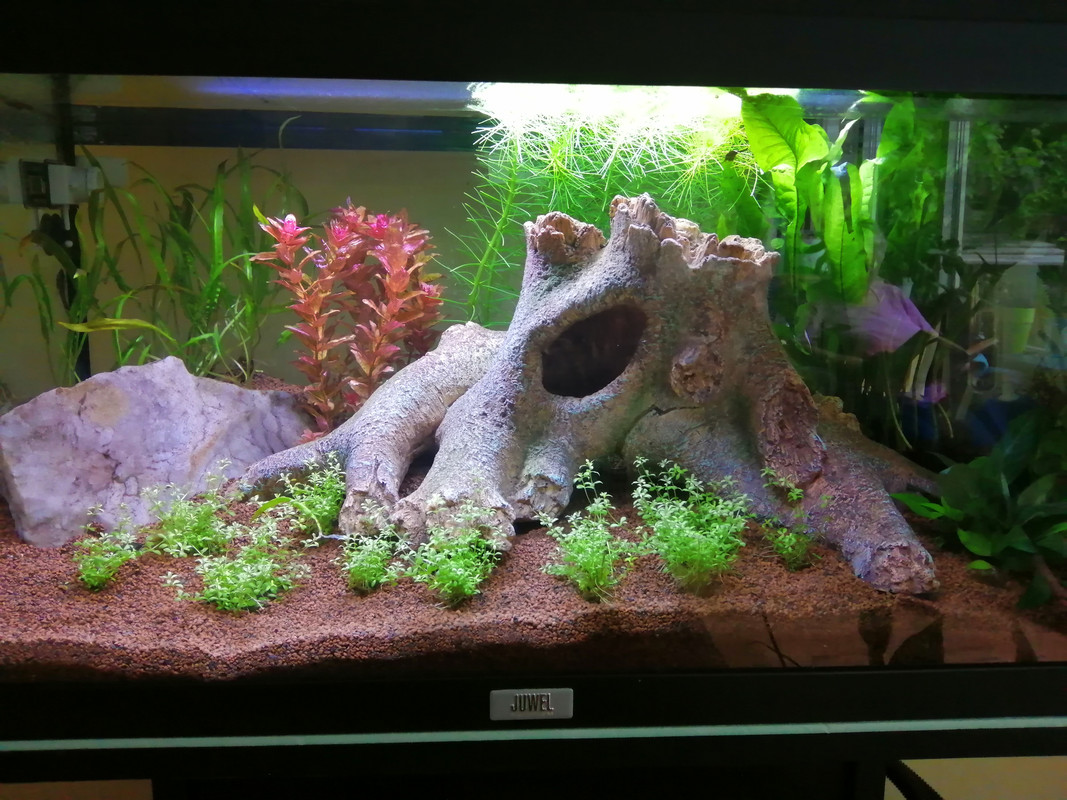 IMG_20190603_172536[1]