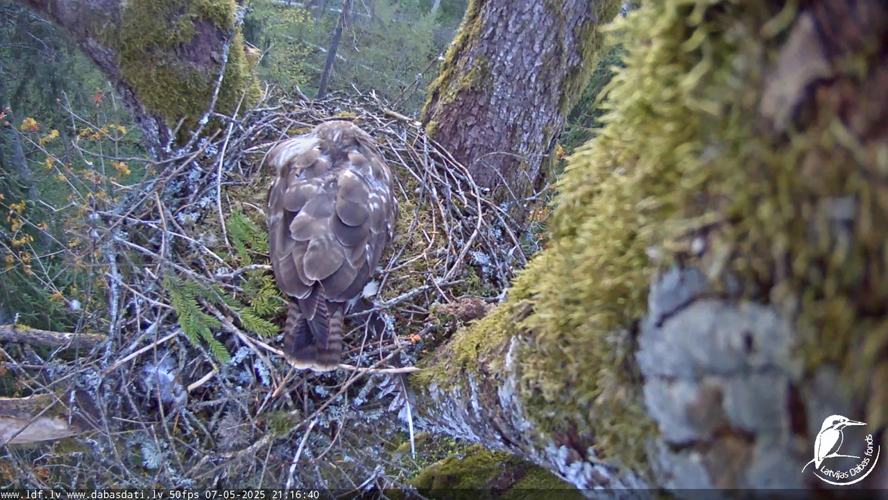 Melnās klijas (Milvus migrans) Kurzemē_ peļu klijāni (Buteo buteo) 15-14-5 screenshot