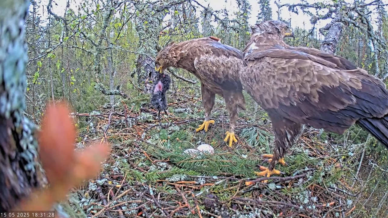 Väike-konnakotkas __ Clanga pomarina __ Lesser Spotted Eagle 14-54-6 screenshot