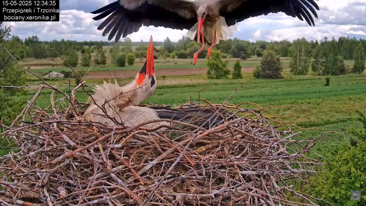 15052025bociany16