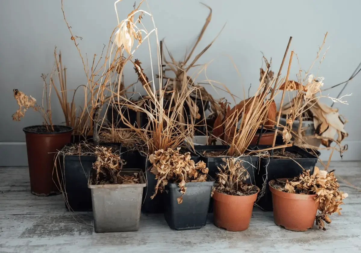 Common plant struggles