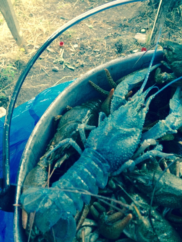 озеро Табацкури -голубые раки