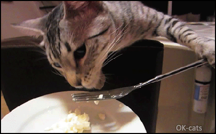Amazing-Cat-GIF-Clever-kitty-eating-her-dinner-with-a-fork-like-her-human.gif