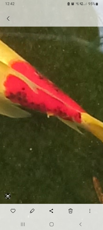 Screenshot_20240211-124248_Gallery