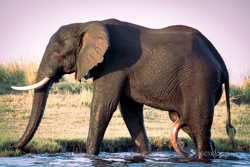 Botswana y Cataratas Victoria: la esencia de África y maravilla natural - Blogs de Botswana - Chobe: territorio de elefantes, leones y muchísimo más. (7)