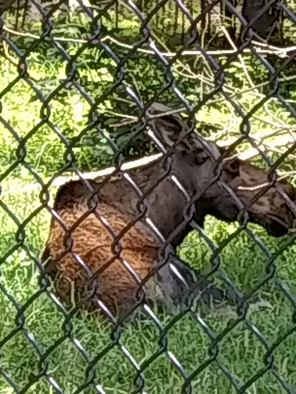 IMG_20190715_112833427