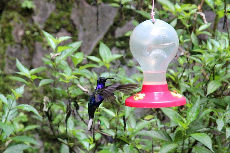 DE TORTUGAS Y PEREZOSOS. COSTA RICA 2019 - Blogs de Costa Rica - DIA 11: TIROLINAS EN MONTEVERDE Y TOUR NOCTURNO POR LA SELVA (31)