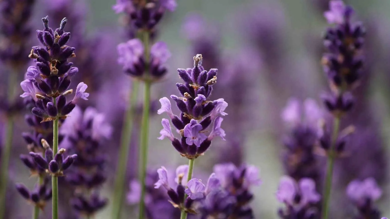 ¿Cómo decorar un patio o jardín pequeño con flor de lavanda?